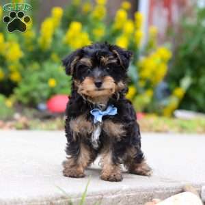 Charlie, Yorkie Poo Puppy